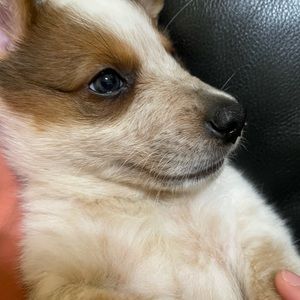 Meet your Posher, Grace